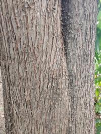 Hesperocyparis lusitanica image